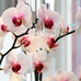 Orchideen