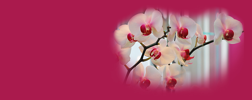 Orchideen